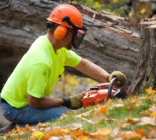 tree services New Providence